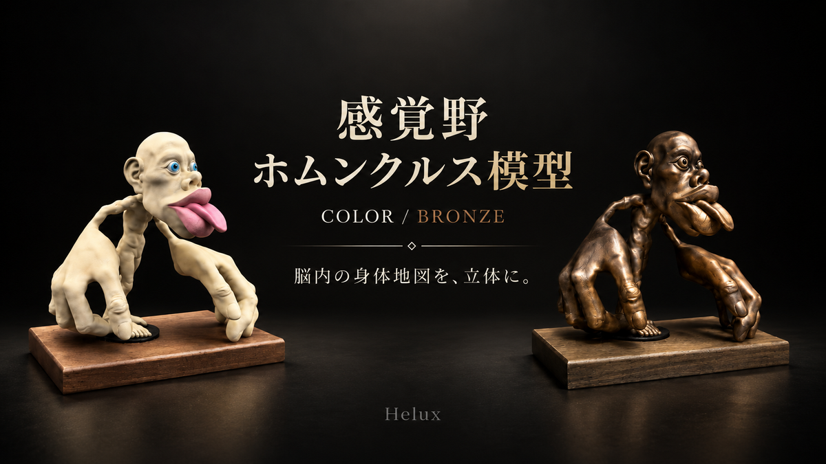 感覚野ホムンクルス ブロンズモデルとカラーモデル